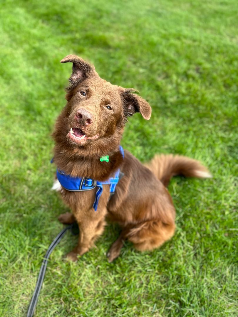 Espresso, a Adoptable mixed breed in Itasca, IL image 6/6