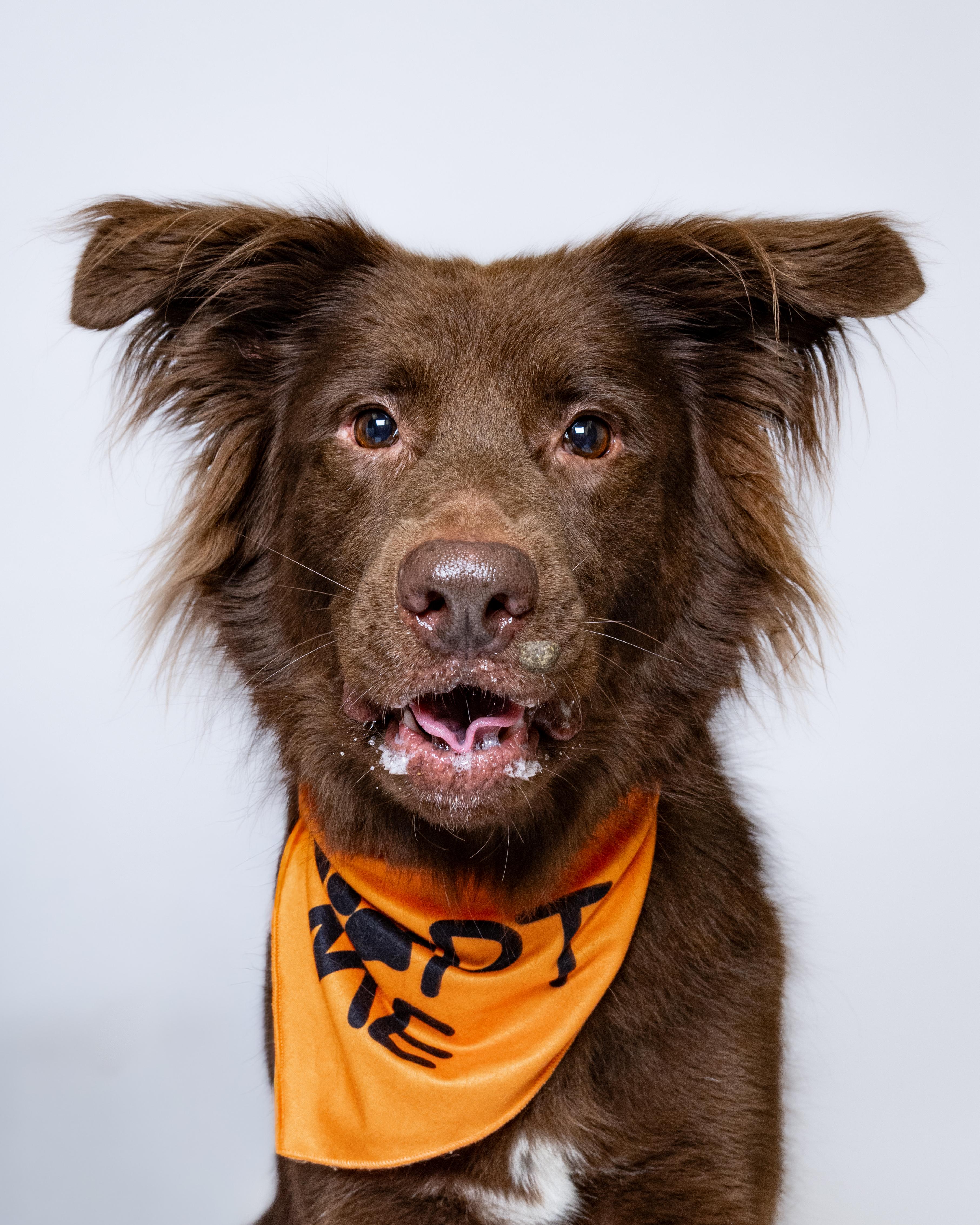 Espresso, a Adoptable mixed breed in Itasca, IL image 3/6