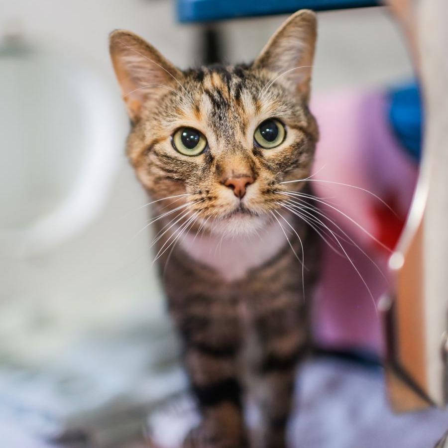 Enlarge Ember Marie, a Adoptable Domestic Short Hair in Dover, NH image 1/5