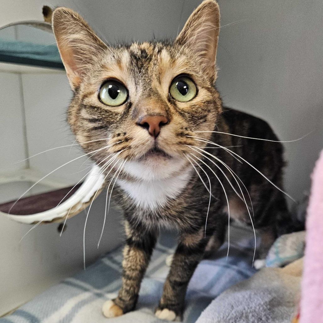 Enlarge Ember Marie, a Adoptable Domestic Short Hair in Dover, NH image 1/4