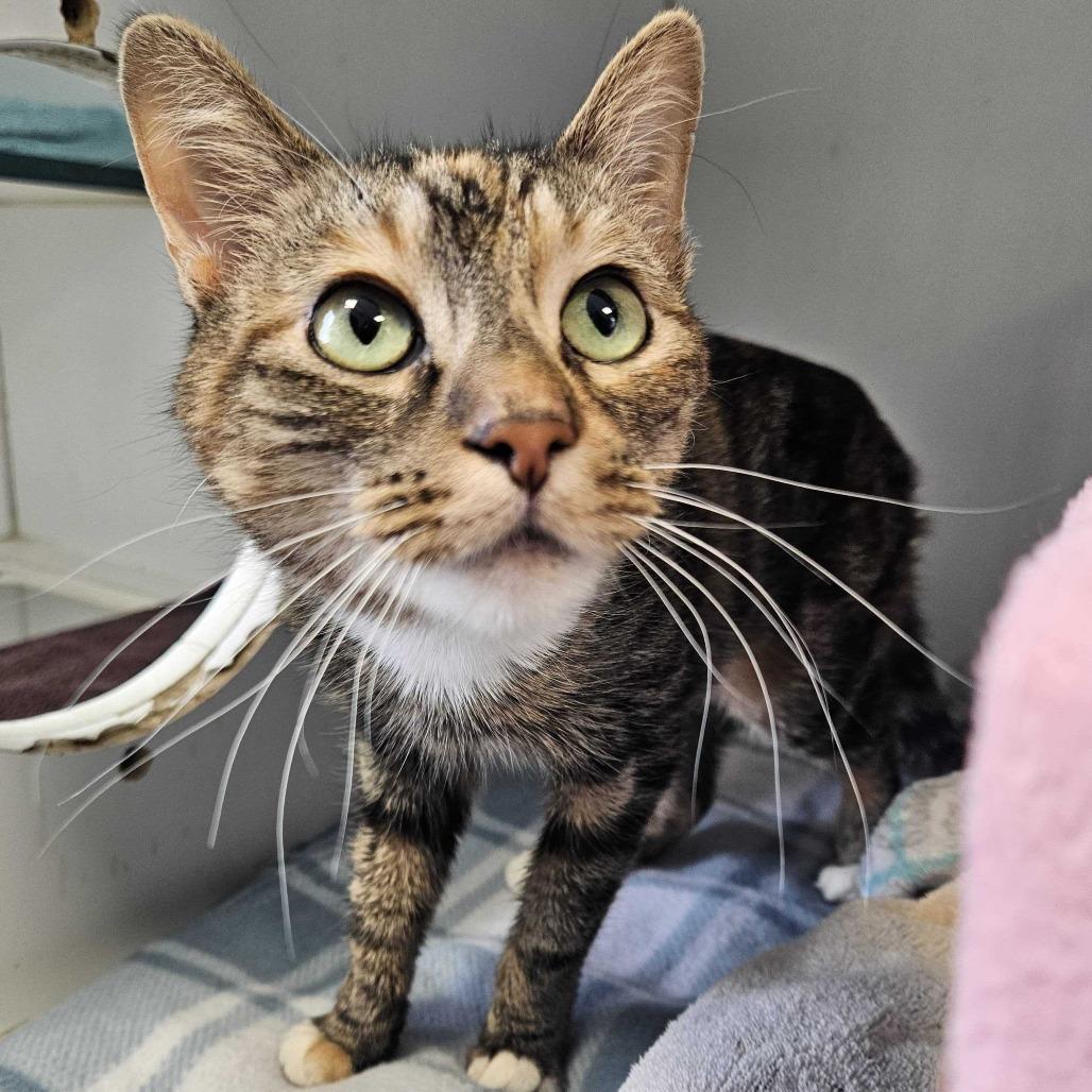 Enlarge Ember Marie, a Adoptable Domestic Short Hair in Dover, NH image 2/4