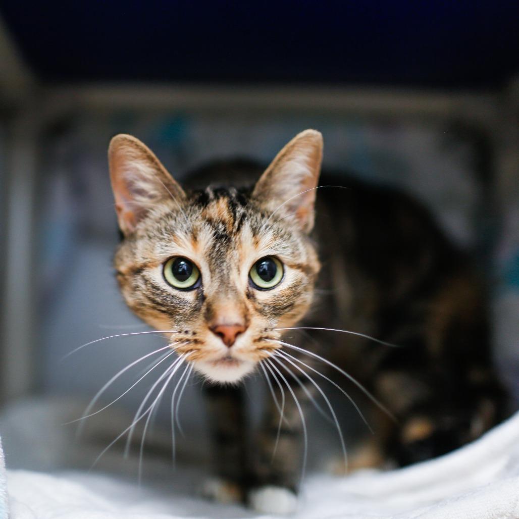 Enlarge Ember Marie, a Adoptable Domestic Short Hair in Dover, NH image 3/4