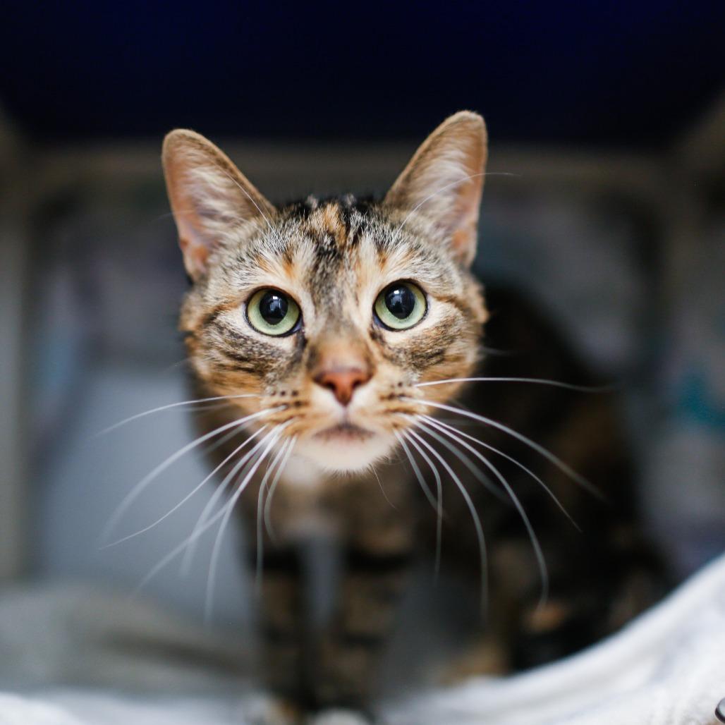 Enlarge Ember Marie, a Adoptable Domestic Short Hair in Dover, NH image 4/4