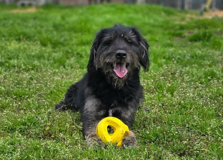 Enlarge Bentley, an adopted mixed breed in Anniston, AL image 3/4