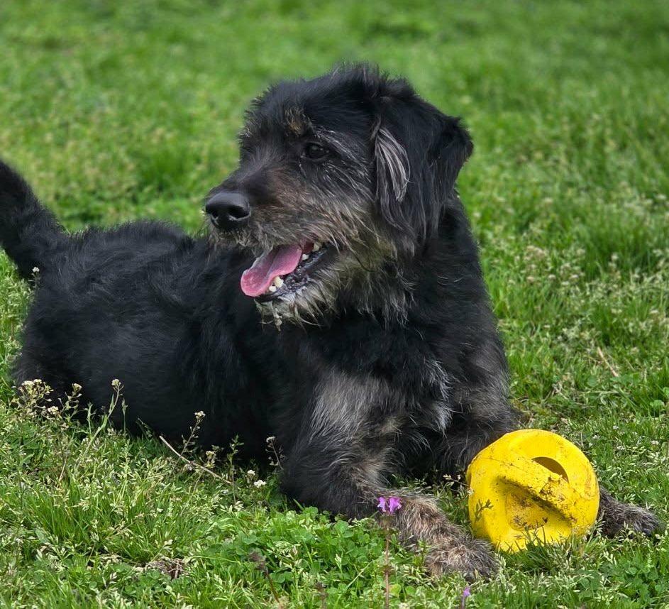 Enlarge Bentley, an adopted mixed breed in Anniston, AL image 2/4
