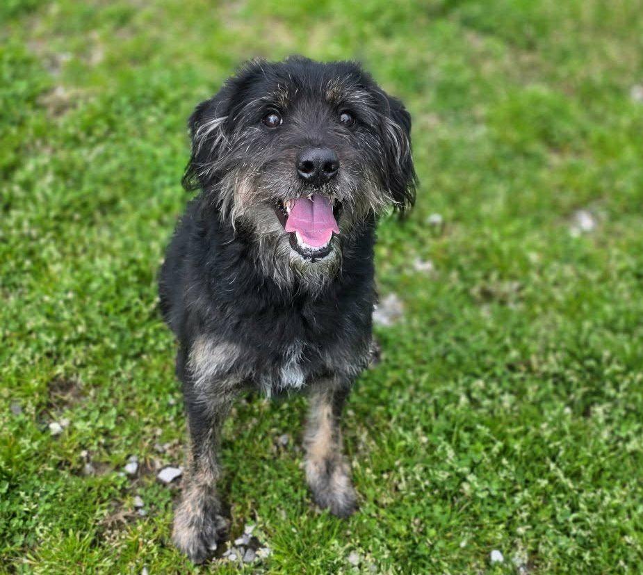 Enlarge Bentley, an adopted mixed breed in Anniston, AL image 4/4