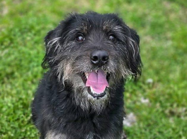 Bentley, adopted, Young Male Schnoodle.