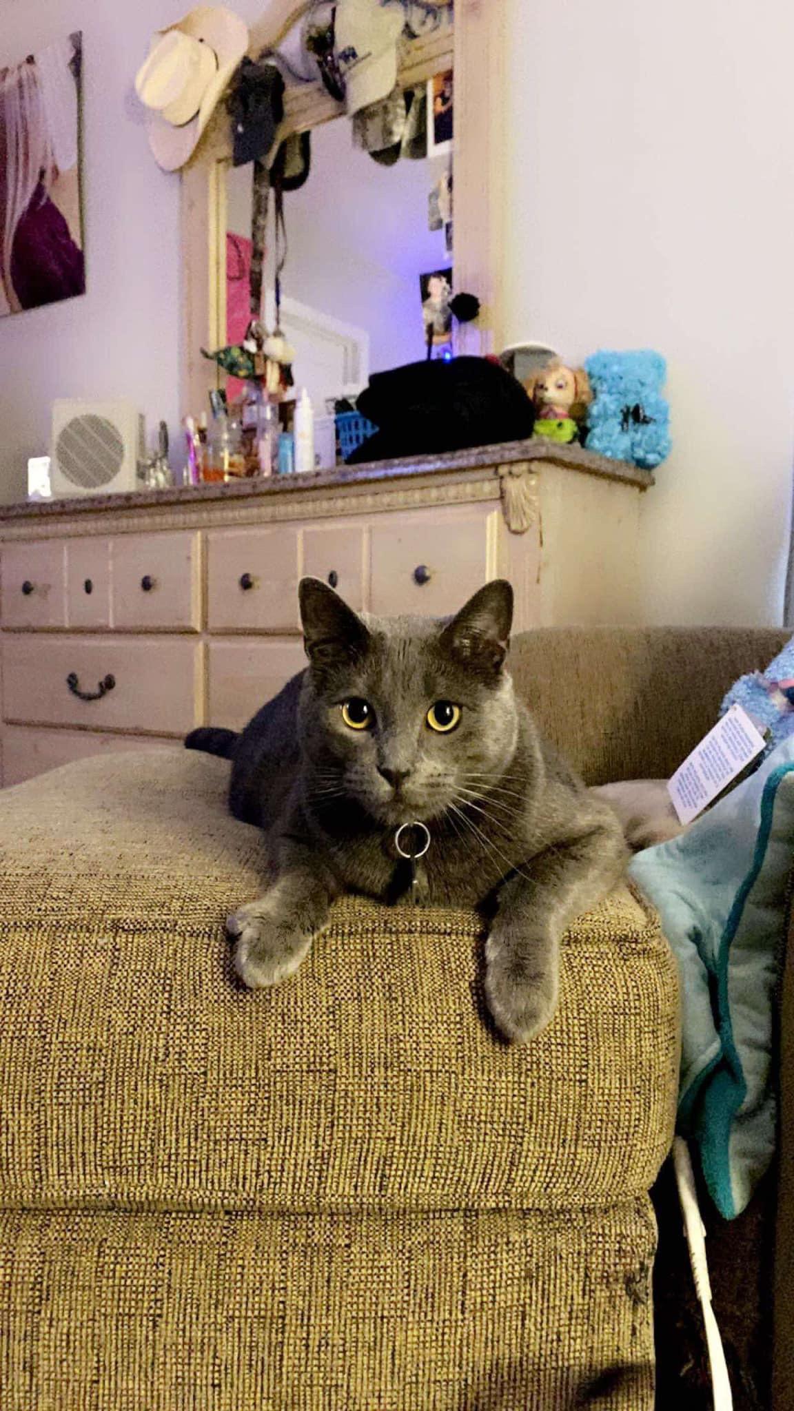 Dexter, Adopted, Adult Male Russian Blue & Domestic Short Hair.