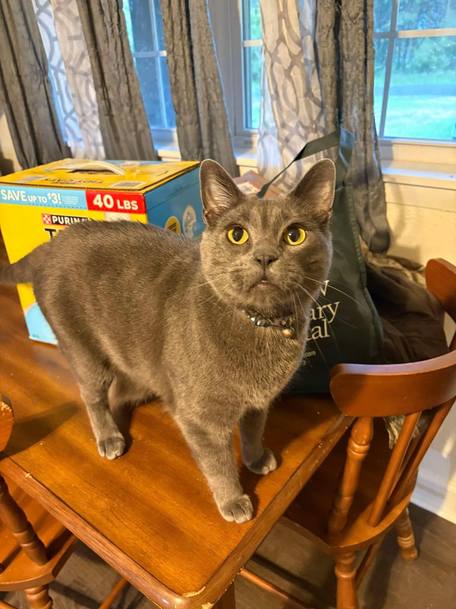 Dexter, a Adopted mixed breed in Hammond, LA image 2/3