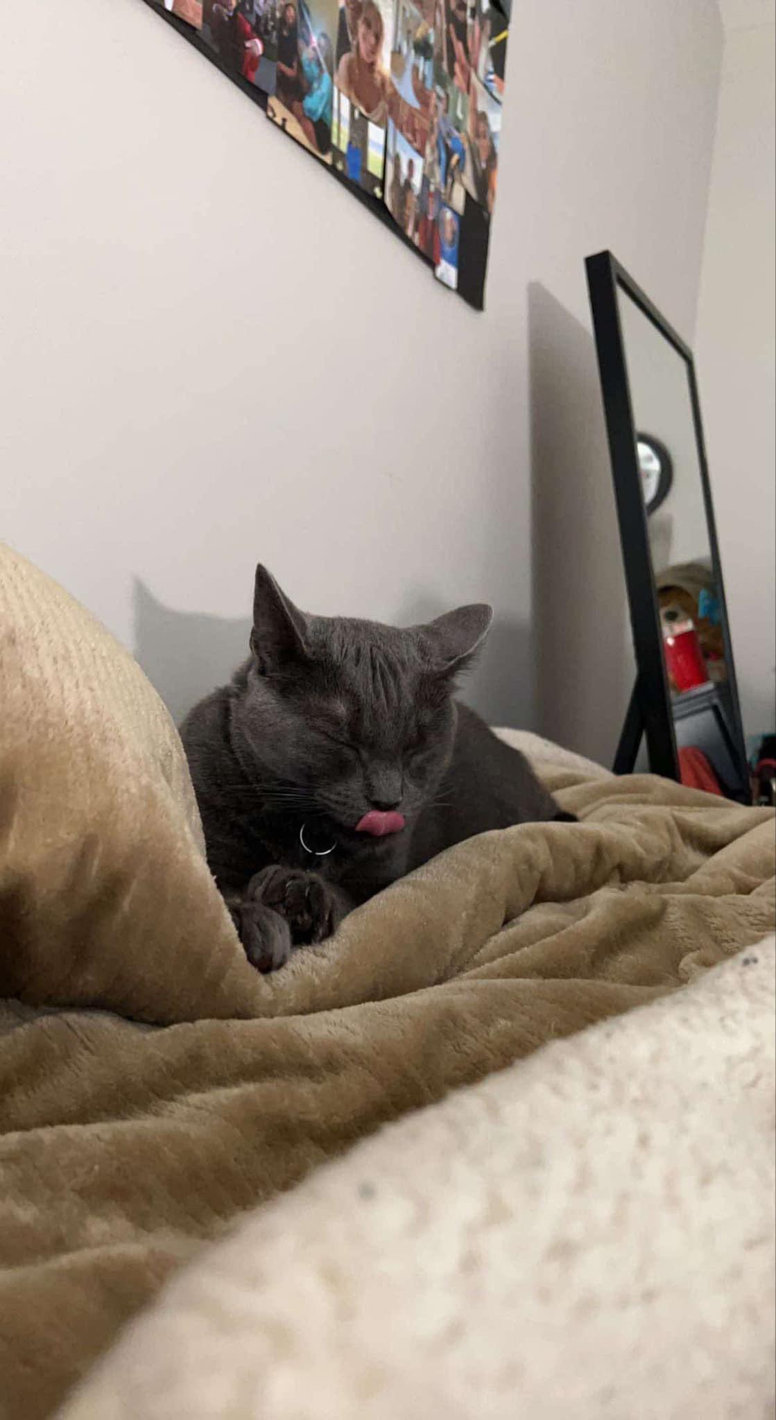 Dexter, a Adopted mixed breed in Hammond, LA image 3/3