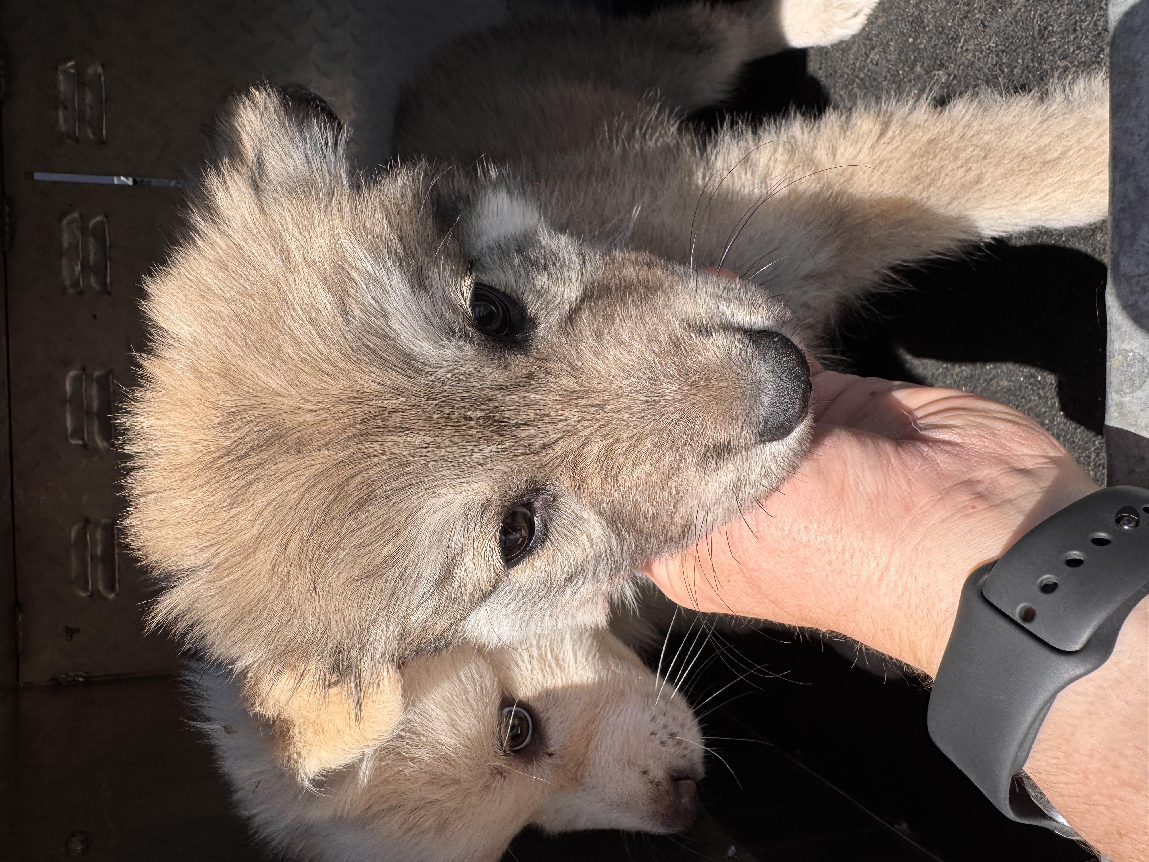 HALO, adoptable, Young Female Husky.