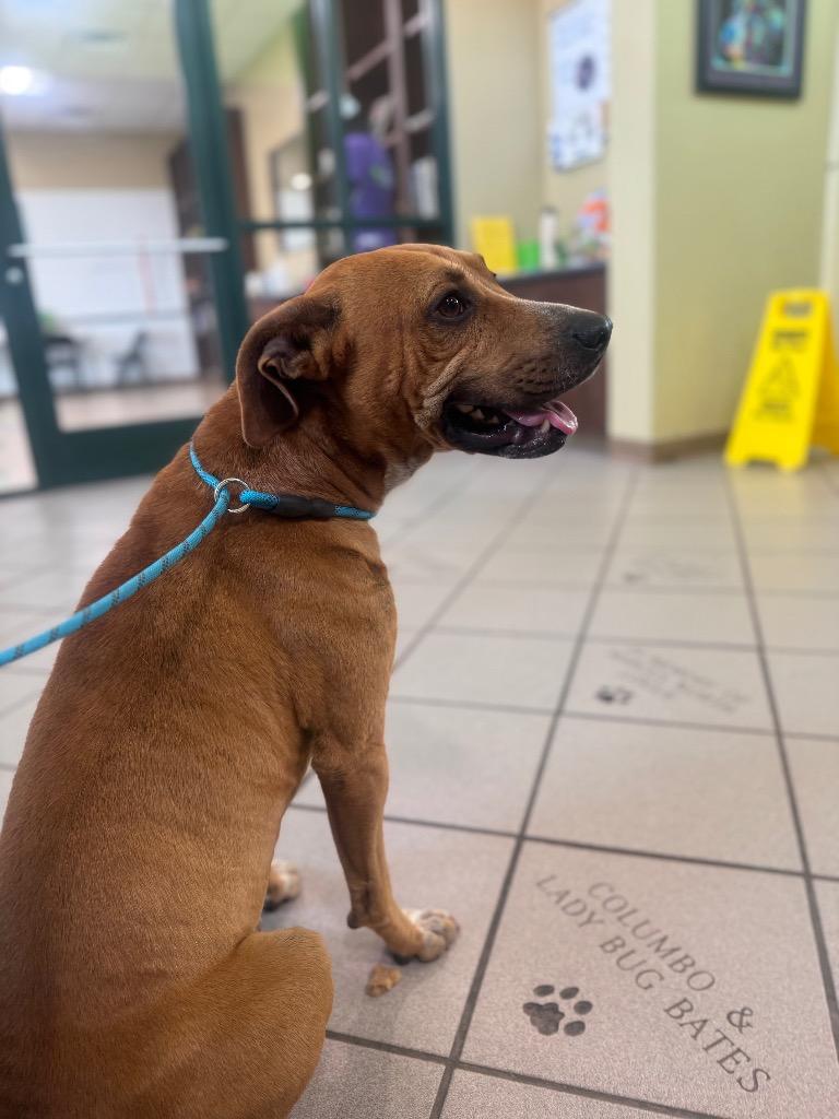 Teddy, a Adoptable mixed breed image 1/2