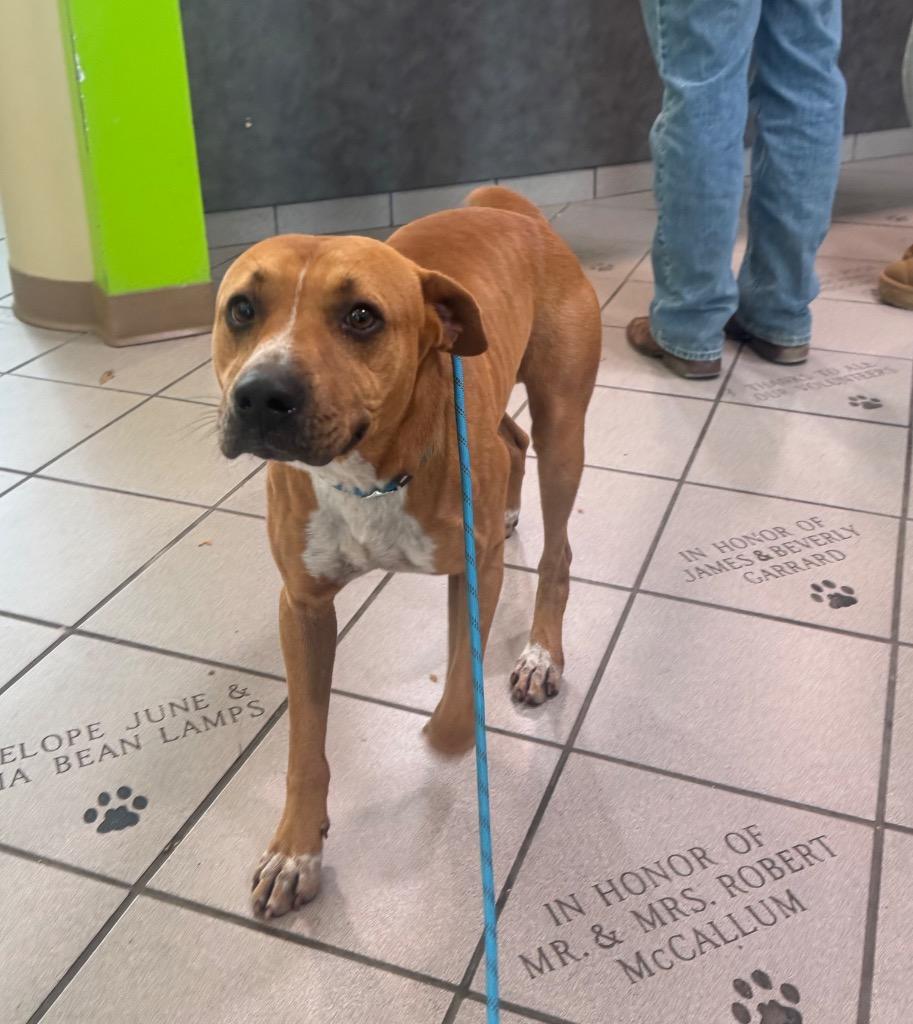 Teddy, a Adoptable mixed breed image 2/2