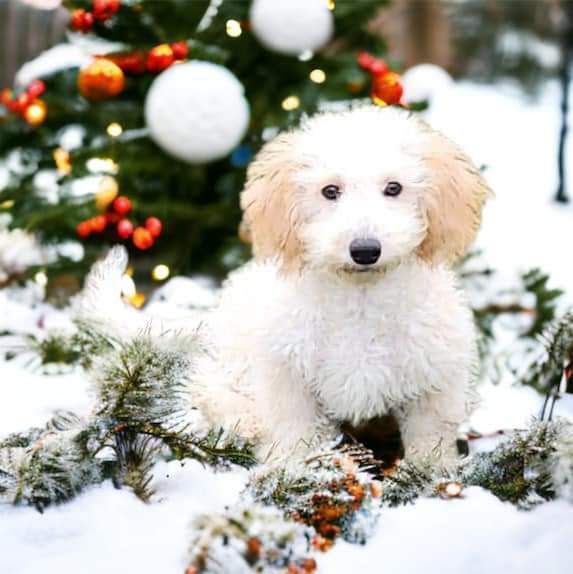 Scuttle, Adopted, Puppy Male Bichon Frise & Poodle.