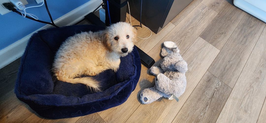 Enlarge Scuttle, a Adopted mixed breed in Streamwood, IL image 2/2