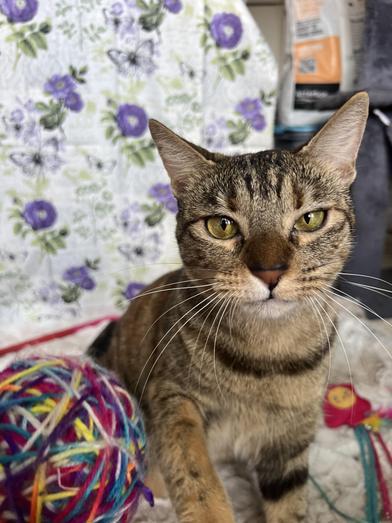 Cookie, Adult Female Torbie