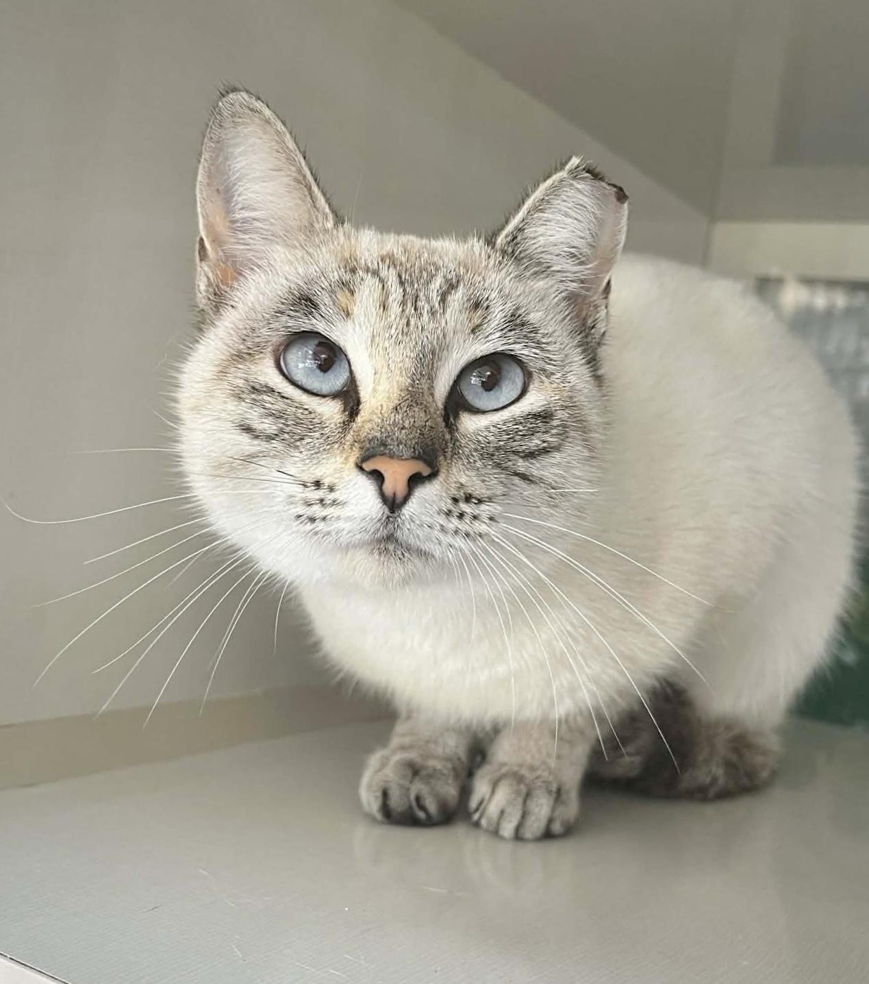 Bianca , ADOPTABLE, Young Female Siamese.