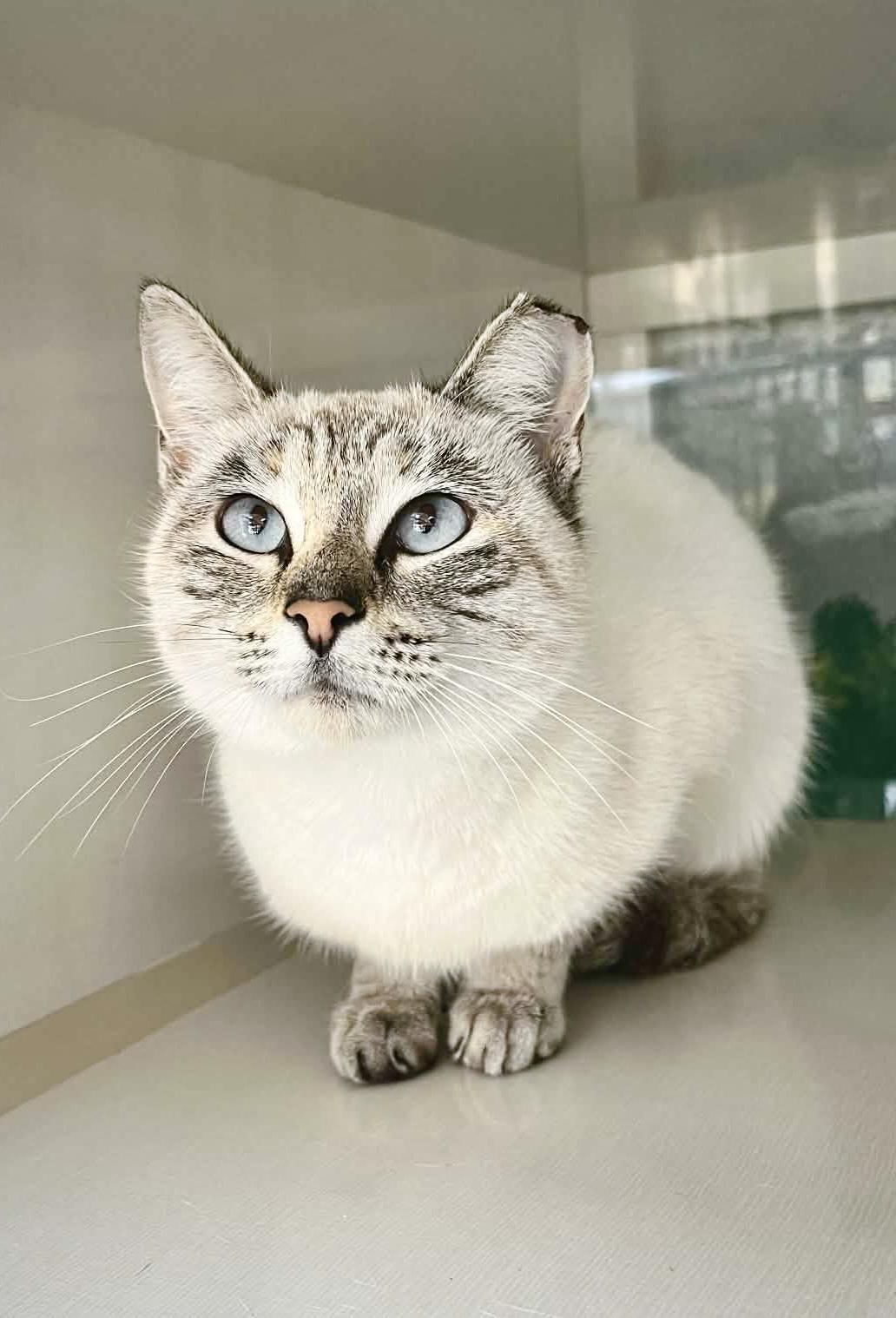 Enlarge Bianca , a ADOPTABLE Siamese in Tavares, FL image 2/2