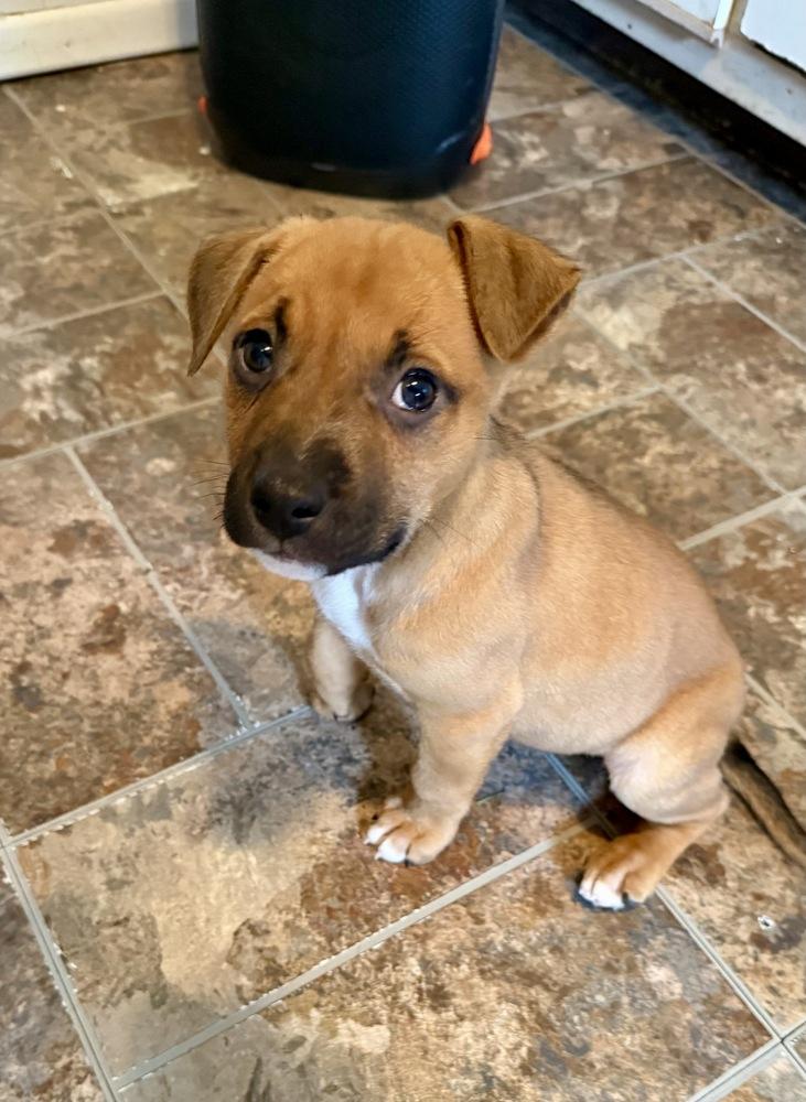 Bruno, Adoptable, Puppy Male Shepherd.