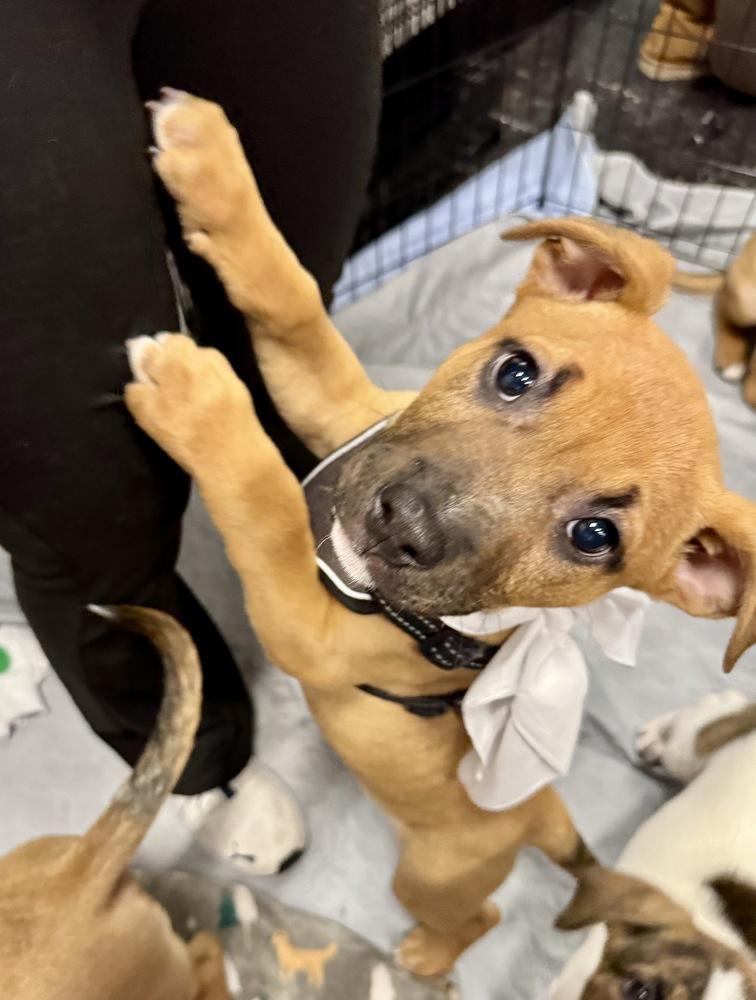 Bruno, Adoptable, Puppy Male Shepherd & Pit Bull Terrier.