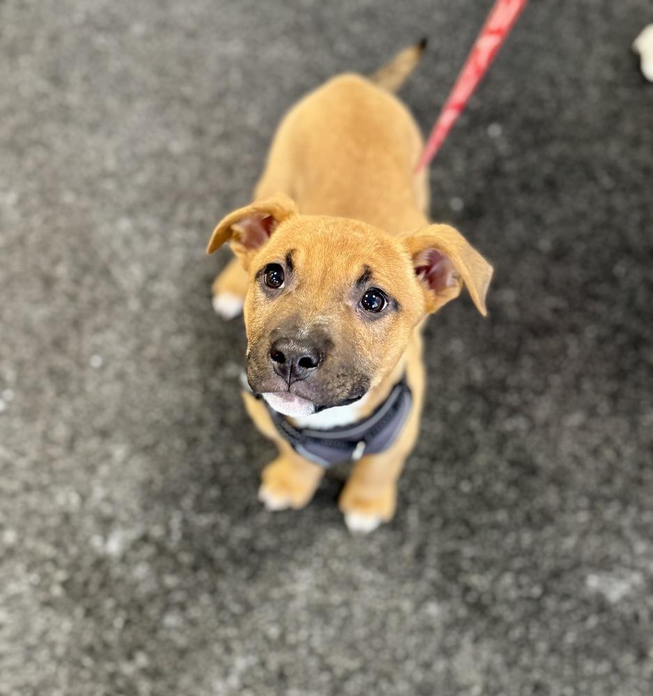 Bruno, a Adoptable mixed breed in Greenlawn, NY image 2/6