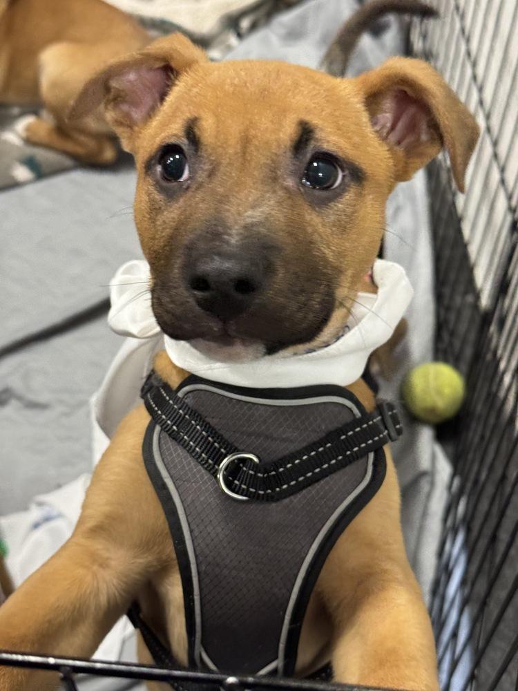 Bruno, a Adoptable mixed breed in Greenlawn, NY image 3/6