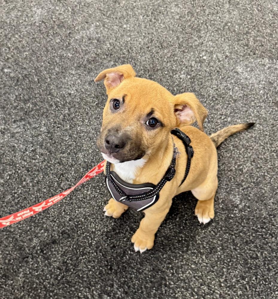 Bruno, a Adoptable mixed breed in Greenlawn, NY image 4/6