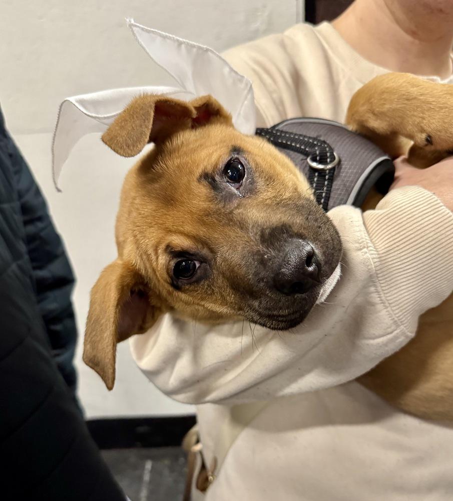Bruno, a Adoptable mixed breed in Greenlawn, NY image 5/6