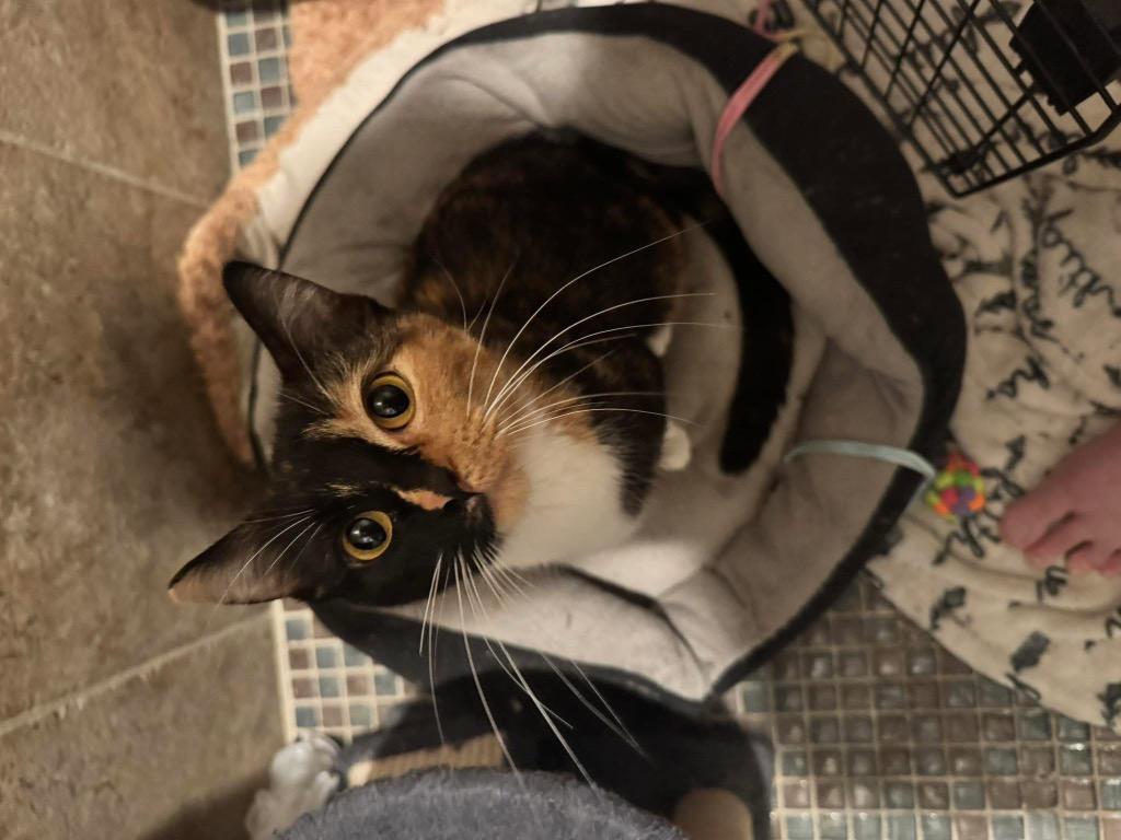 Chanel, Adoptable, Young Female Domestic Short Hair.