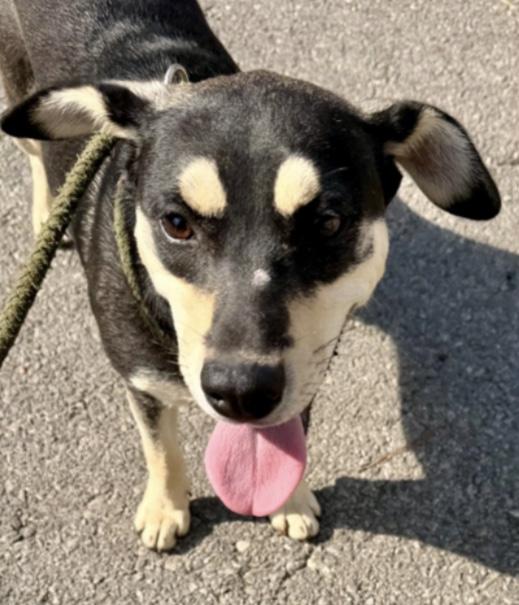 Enlarge Costa, an adoptable mixed breed in Parma, OH image 1/1