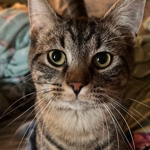 Vinny , a Adopted Domestic Short Hair in Austintown, OH image 1/3