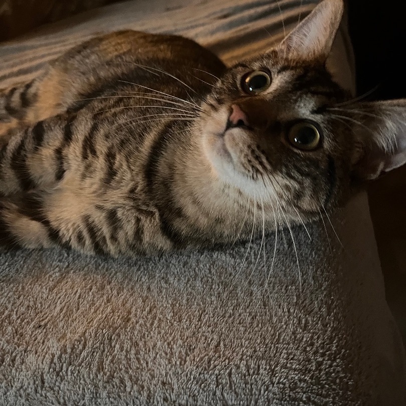 Vinny , a Adopted Domestic Short Hair in Austintown, OH image 2/3