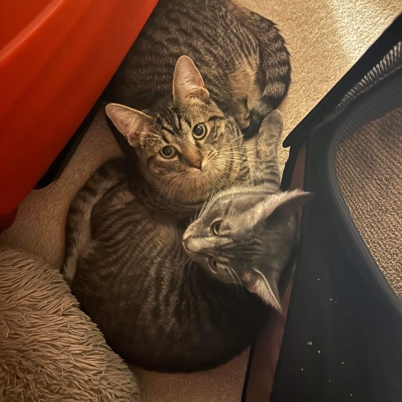 Vinny , a Adopted Domestic Short Hair in Austintown, OH image 3/3