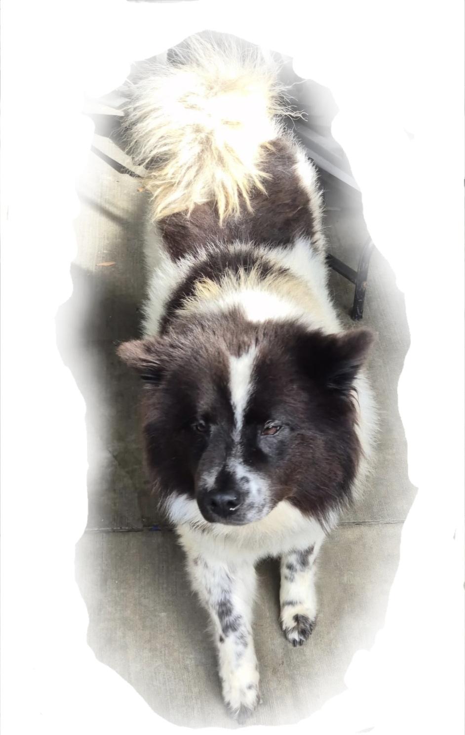 Bella Oreo Goodstuff, a Adoptable mixed breed in Manhattan Beach, CA image 3/5