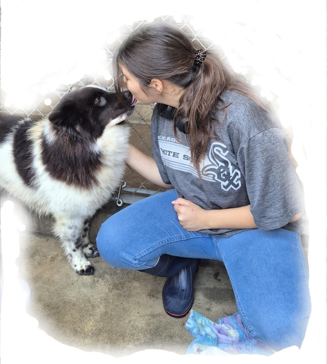 Bella Oreo Goodstuff, a Adoptable mixed breed in Manhattan Beach, CA image 2/5