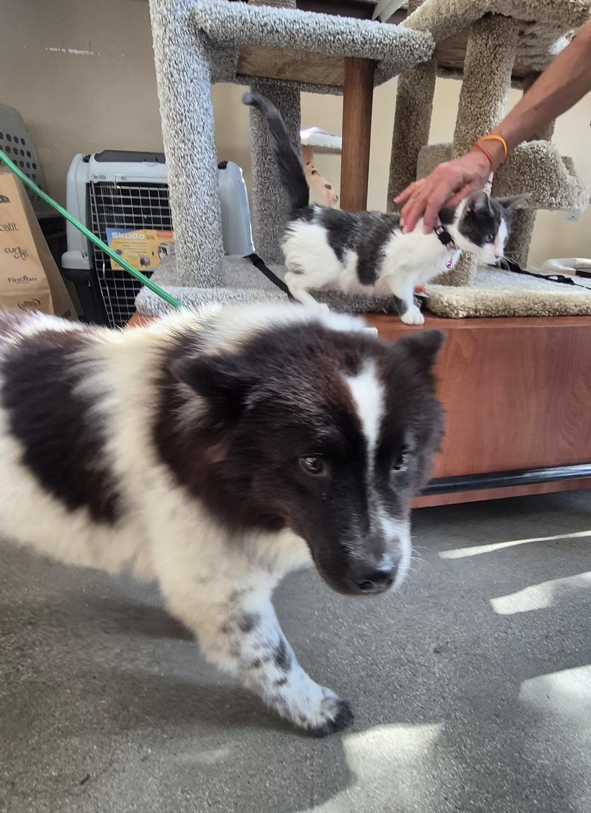 Bella Oreo Goodstuff, a Adoptable mixed breed in Manhattan Beach, CA image 5/5