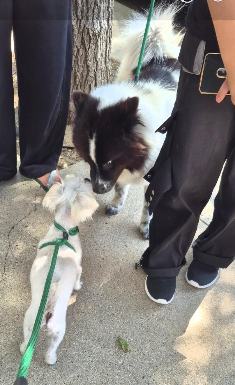 Bella Oreo Goodstuff, a Adoptable mixed breed in Manhattan Beach, CA image 4/5