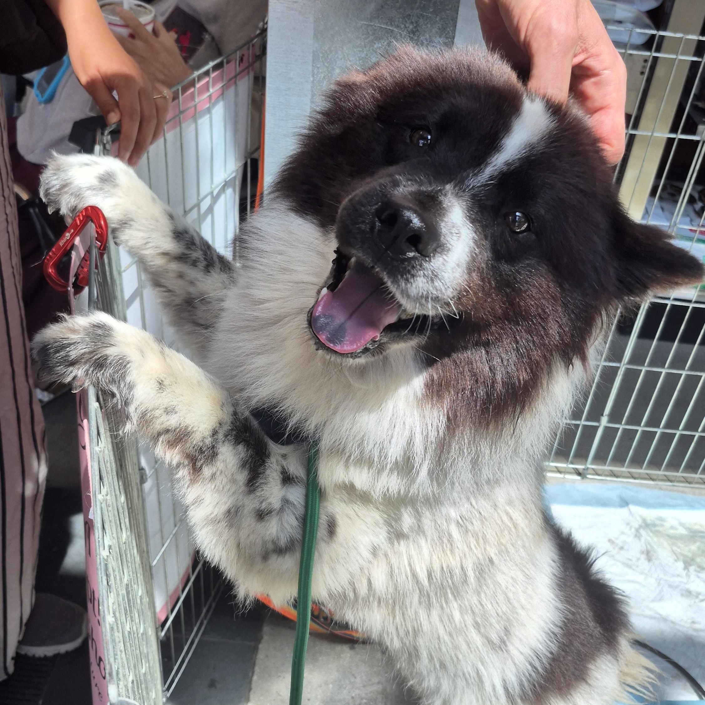 Bella Oreo Goodstuff, a Adoptable mixed breed in Manhattan Beach, CA image 1/5