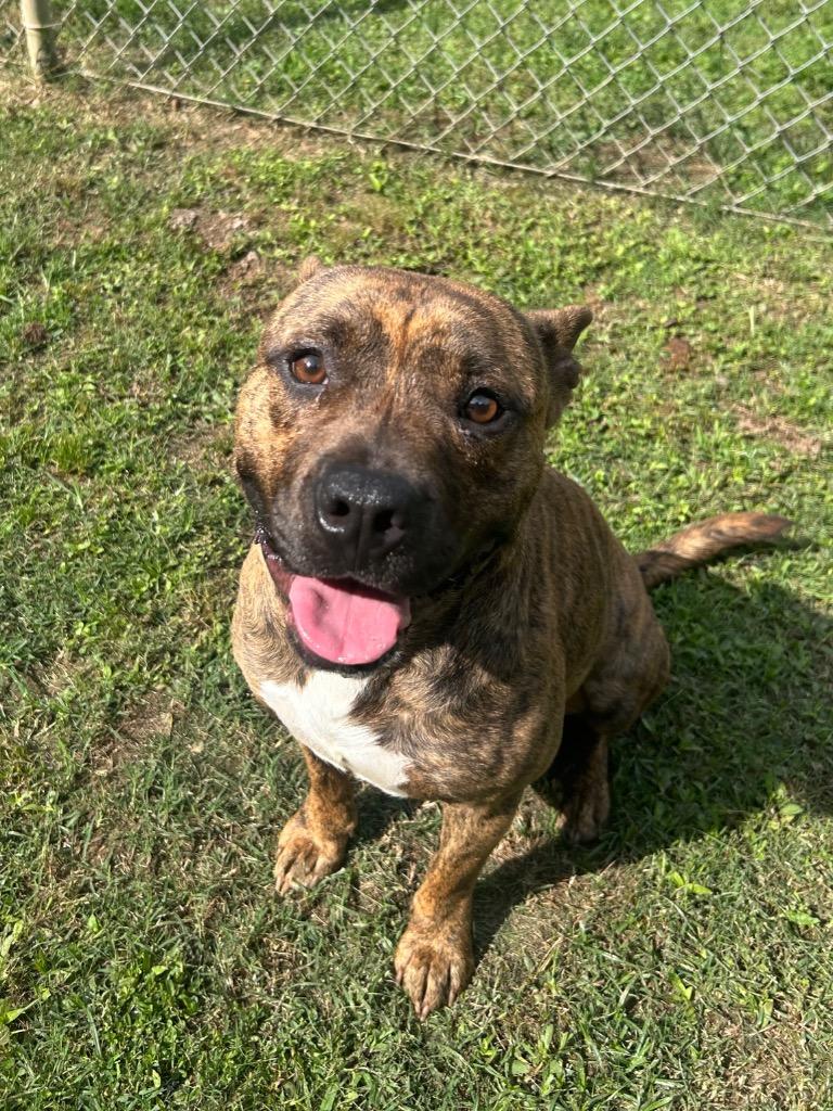 Dewey, Adoptable, Young Male Pit Bull Terrier.