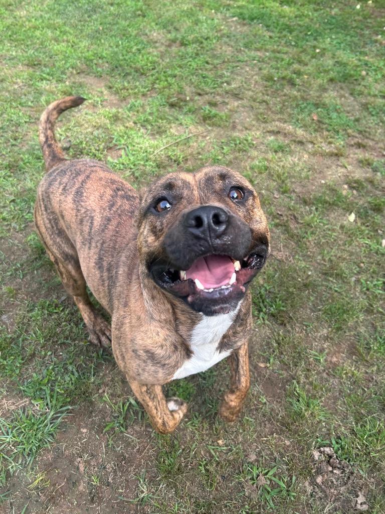 Enlarge Dewey, a Adoptable mixed breed in Benton, AR image 2/3