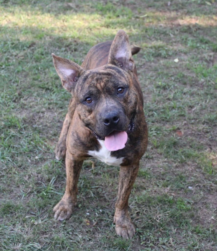 Enlarge Dewey, a Adoptable mixed breed in Benton, AR image 3/3