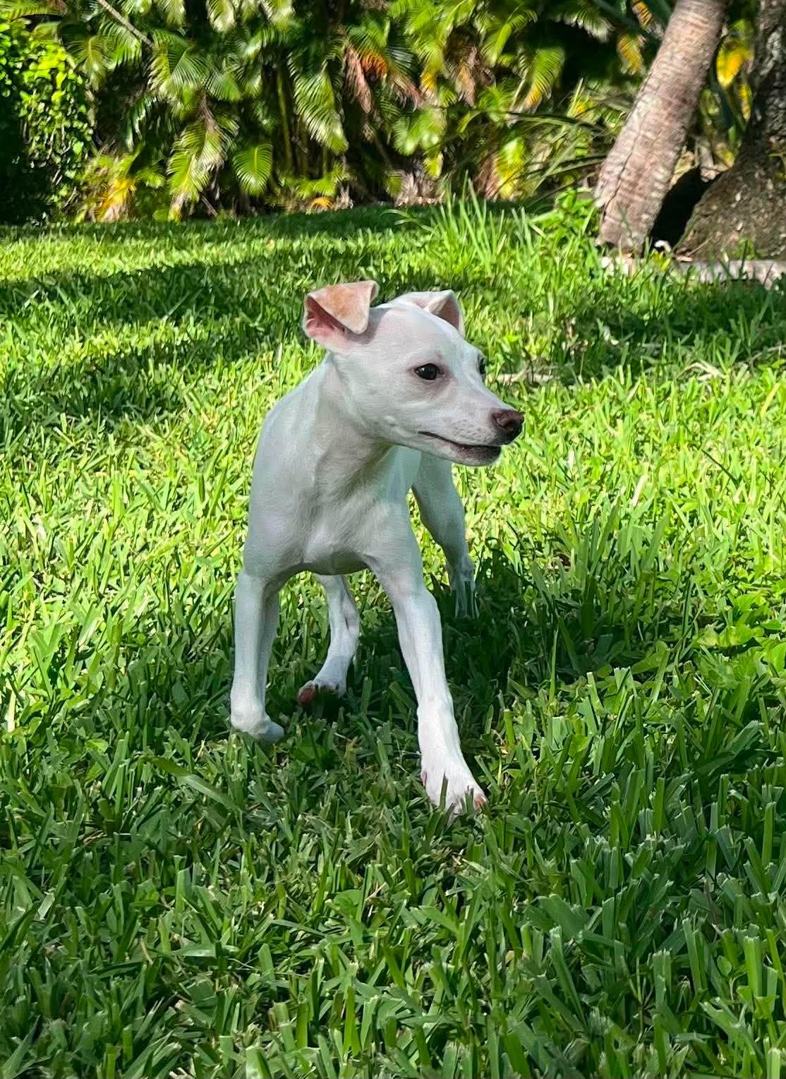 Tiffany Pup -Lima, Adoptable, Puppy Female Jack Russell Terrier & Chihuahua.