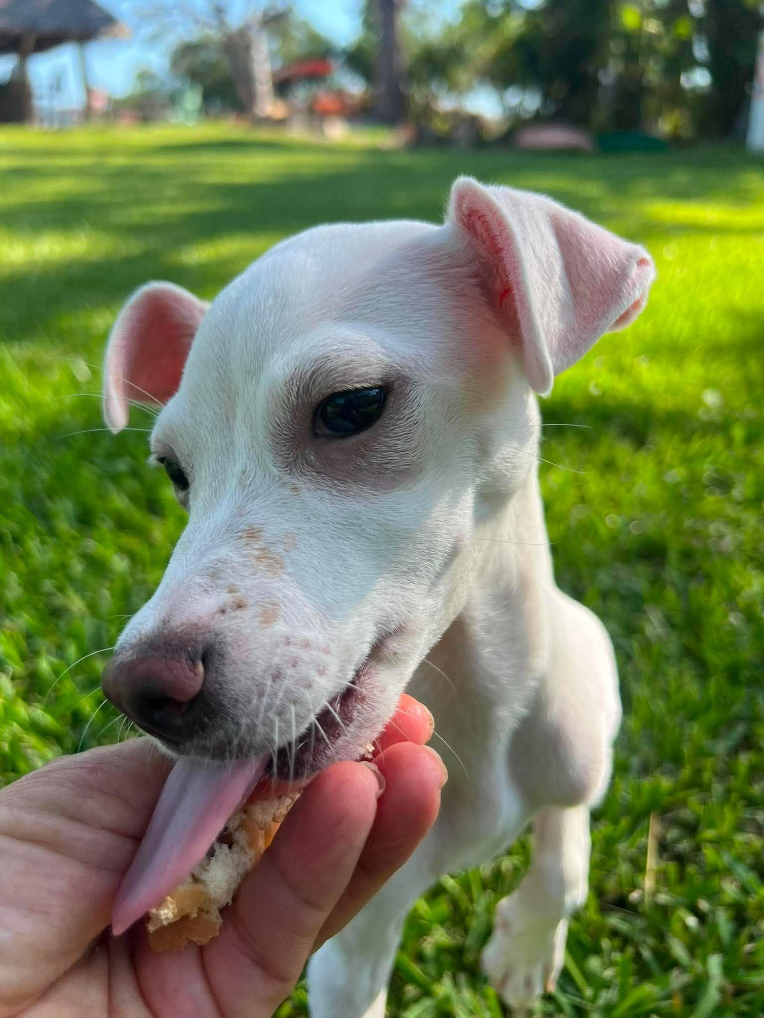 Enlarge Tiffany Pup -Lima, a Adoptable mixed breed in Pompano Beach, FL image 2/3