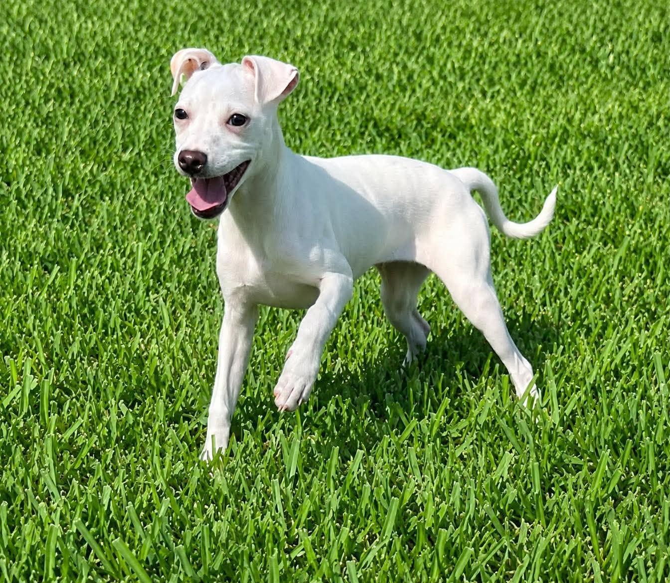 Enlarge Tiffany Pup -Lima, a Adoptable mixed breed in Pompano Beach, FL image 3/3