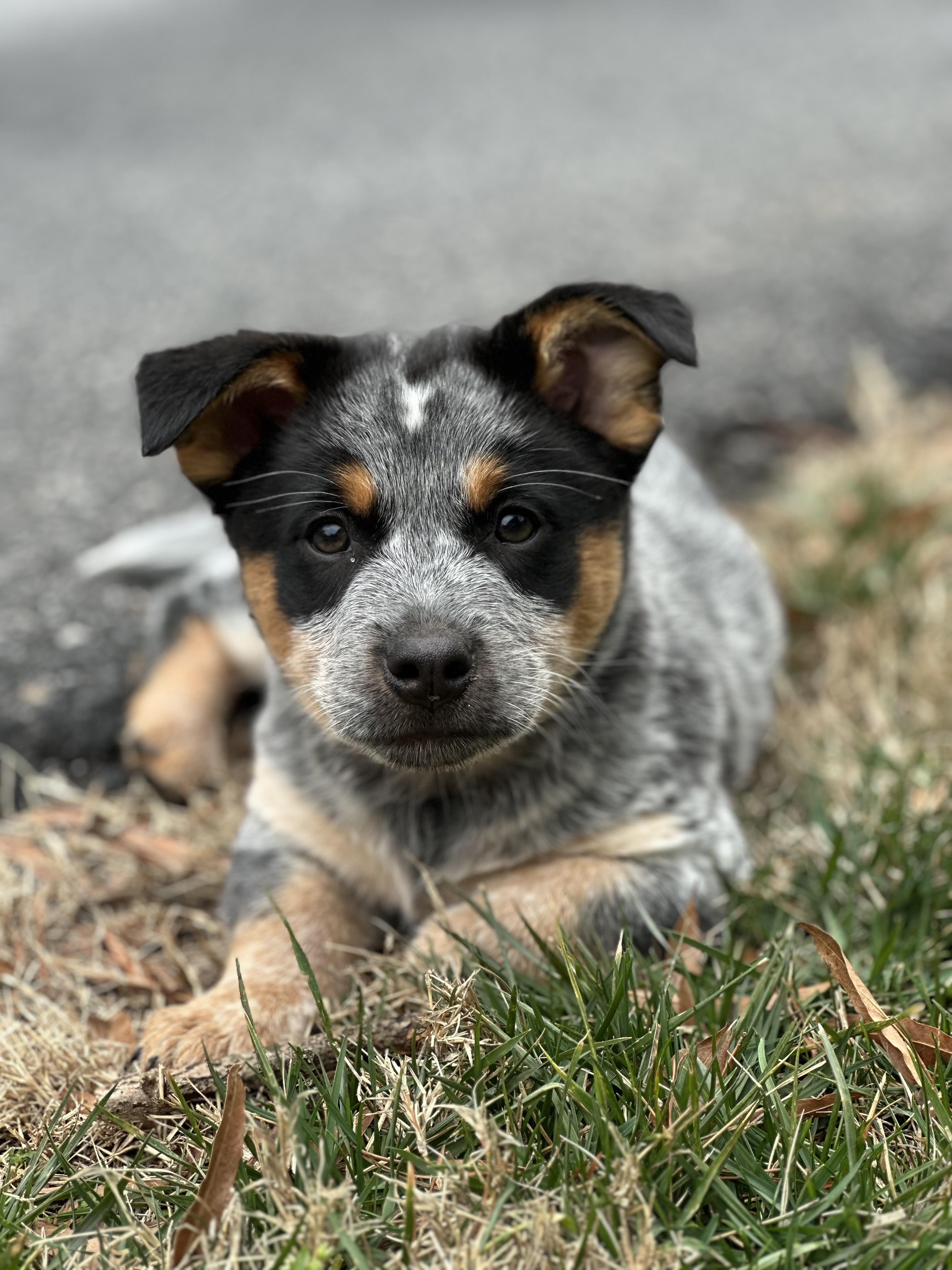 Enlarge Jekyll, a ADOPTABLE mixed breed in Maiden, NC image 1/1