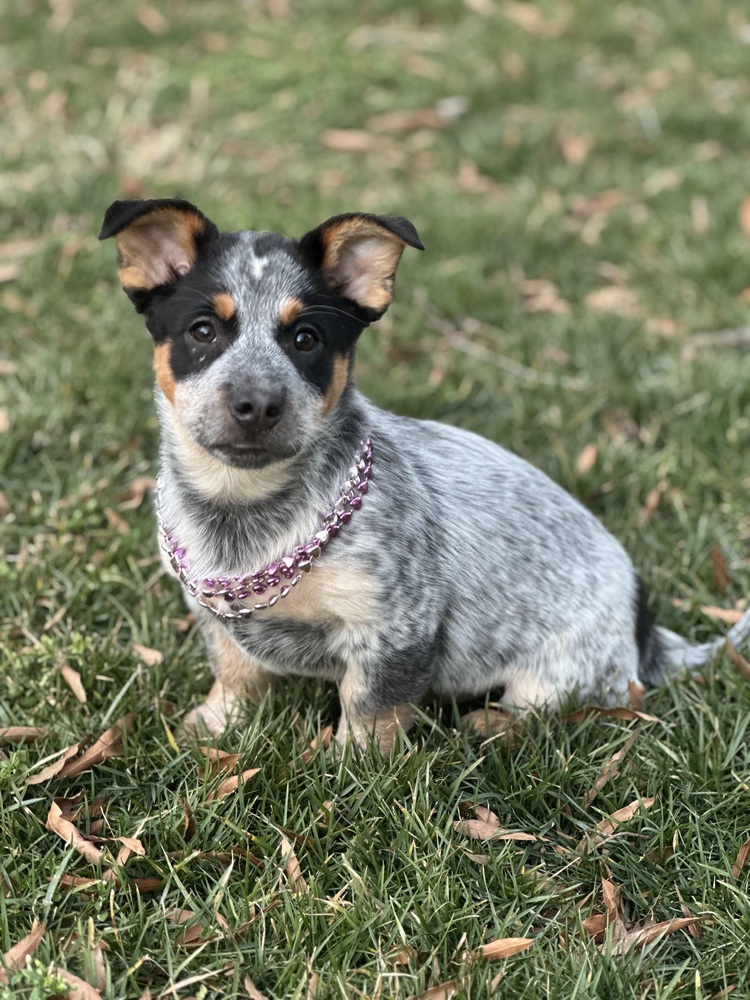 Enlarge Jekyll, a ADOPTABLE mixed breed in Maiden, NC image 4/4