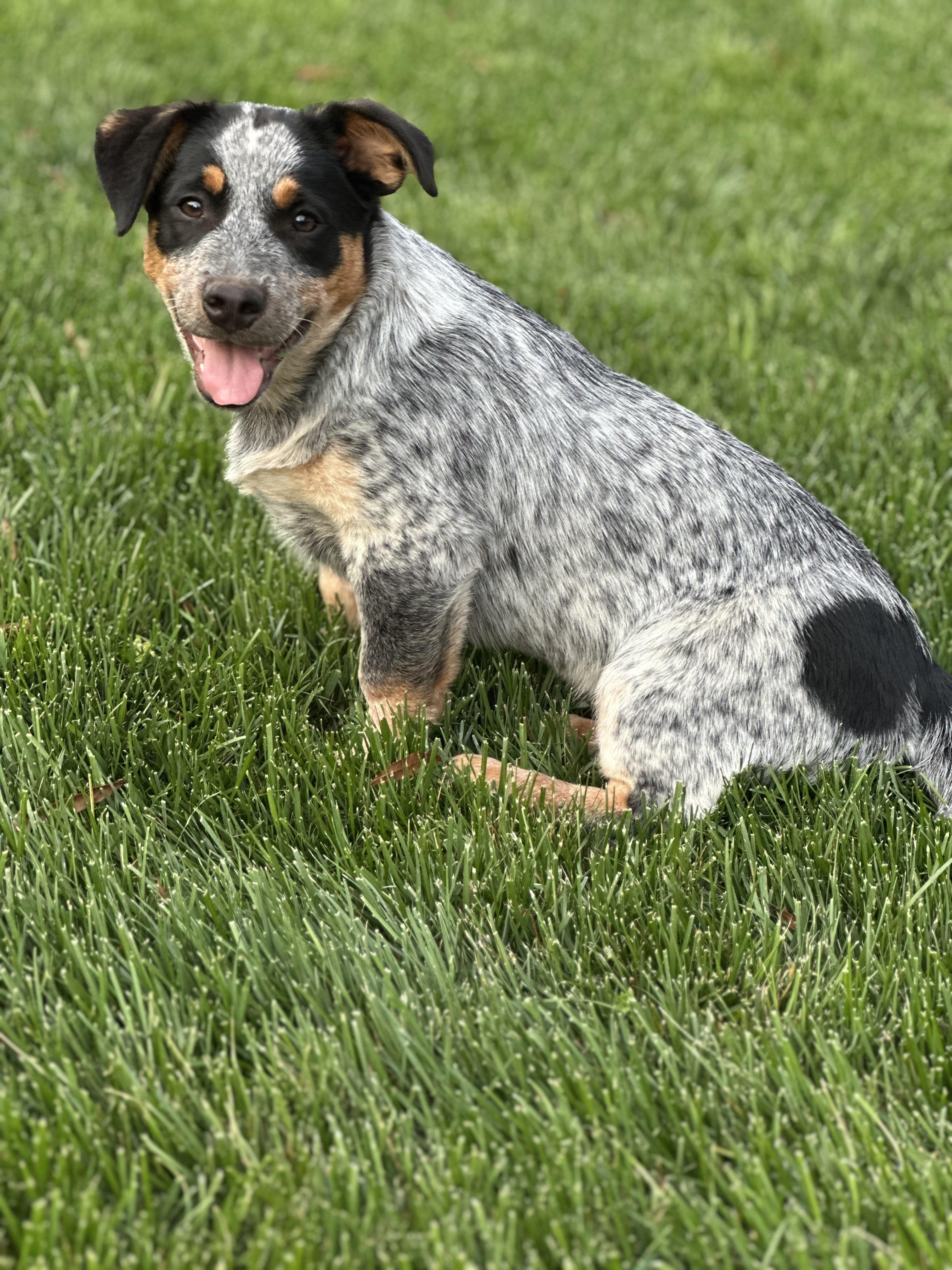 Jekyll, ADOPTABLE, Puppy Male Australian Cattle Dog / Blue Heeler & Chiweenie.