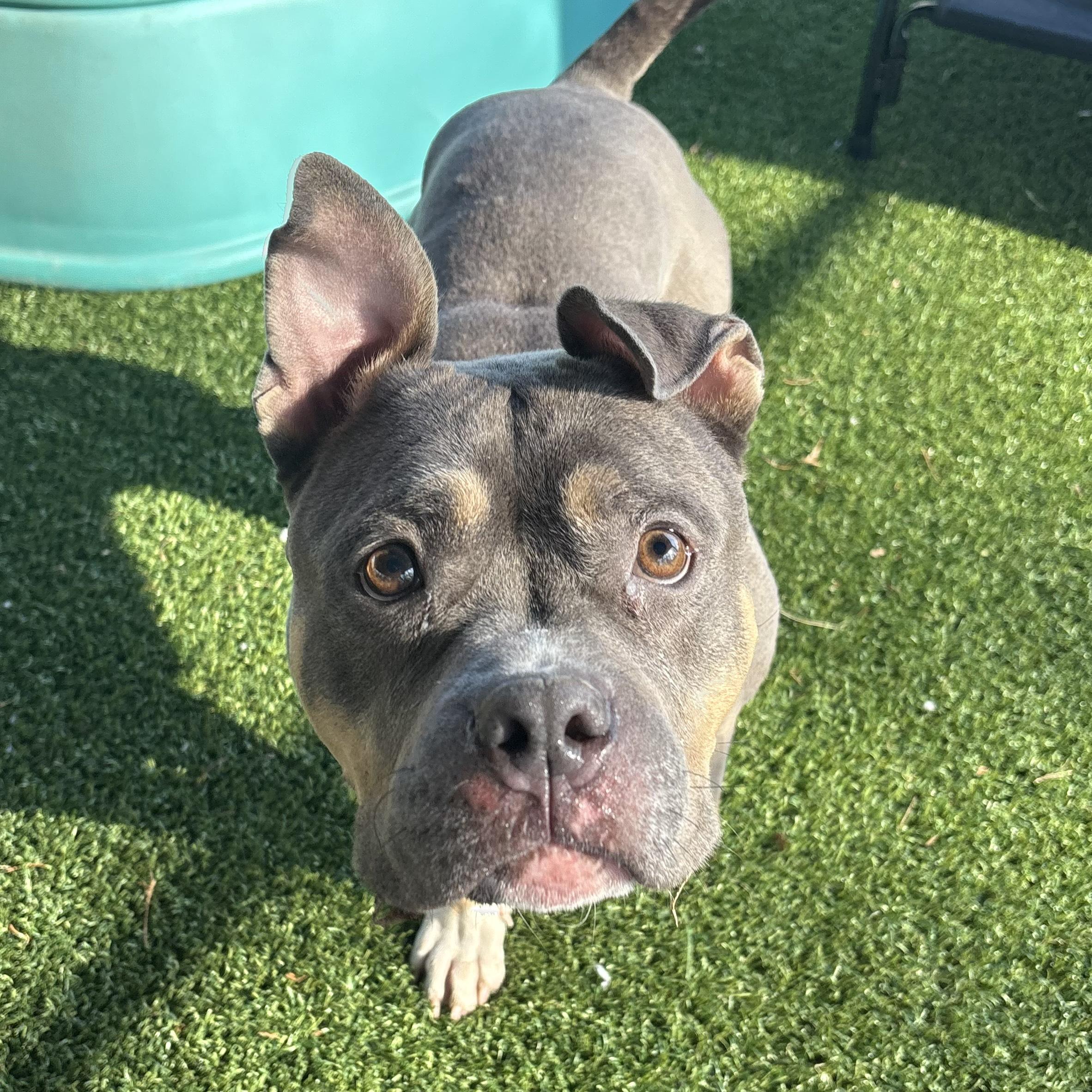 Cyrilla, a ADOPTABLE mixed breed in Eatontown, NJ image 5/6
