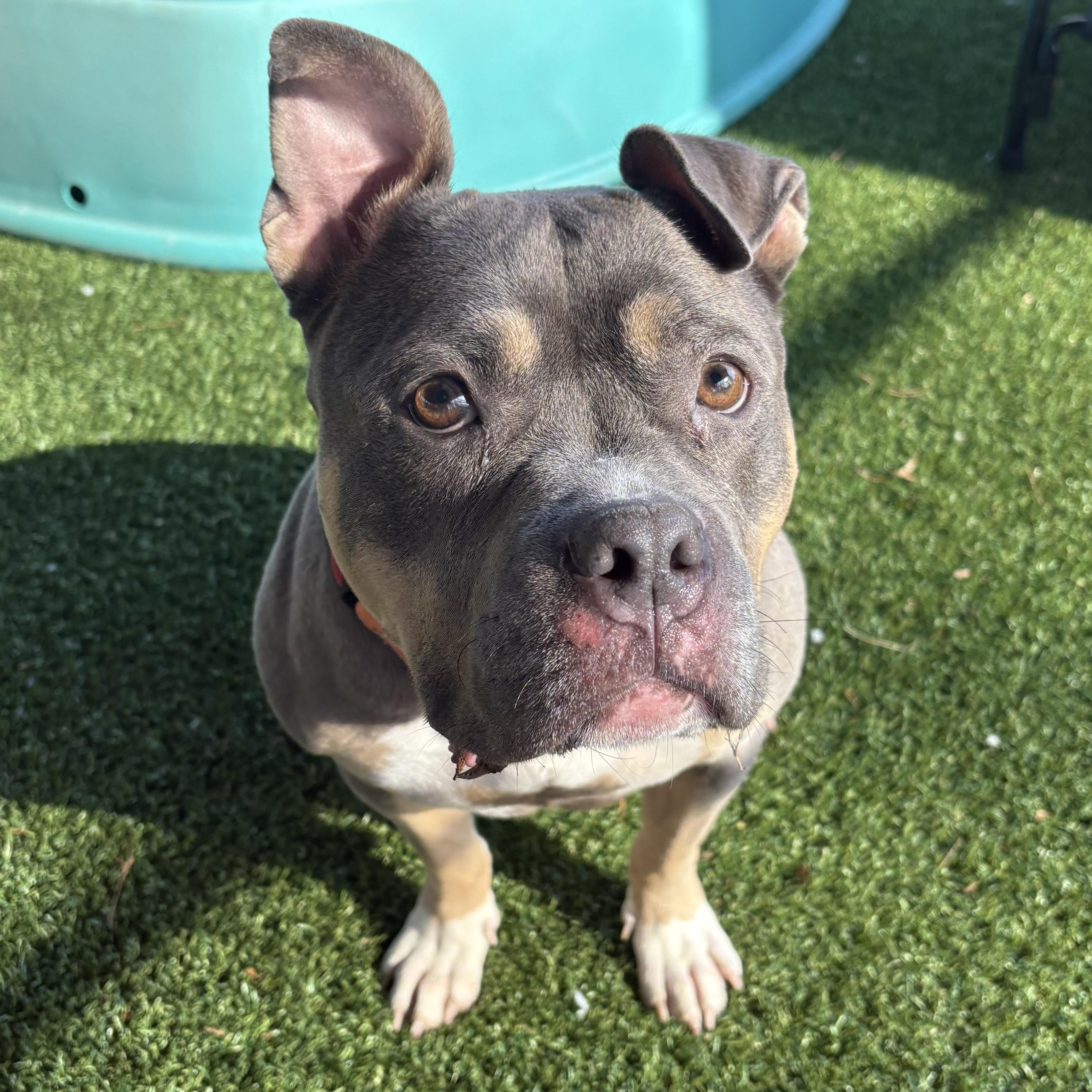 Cyrilla, ADOPTABLE, Adult Female Pit Bull Terrier.