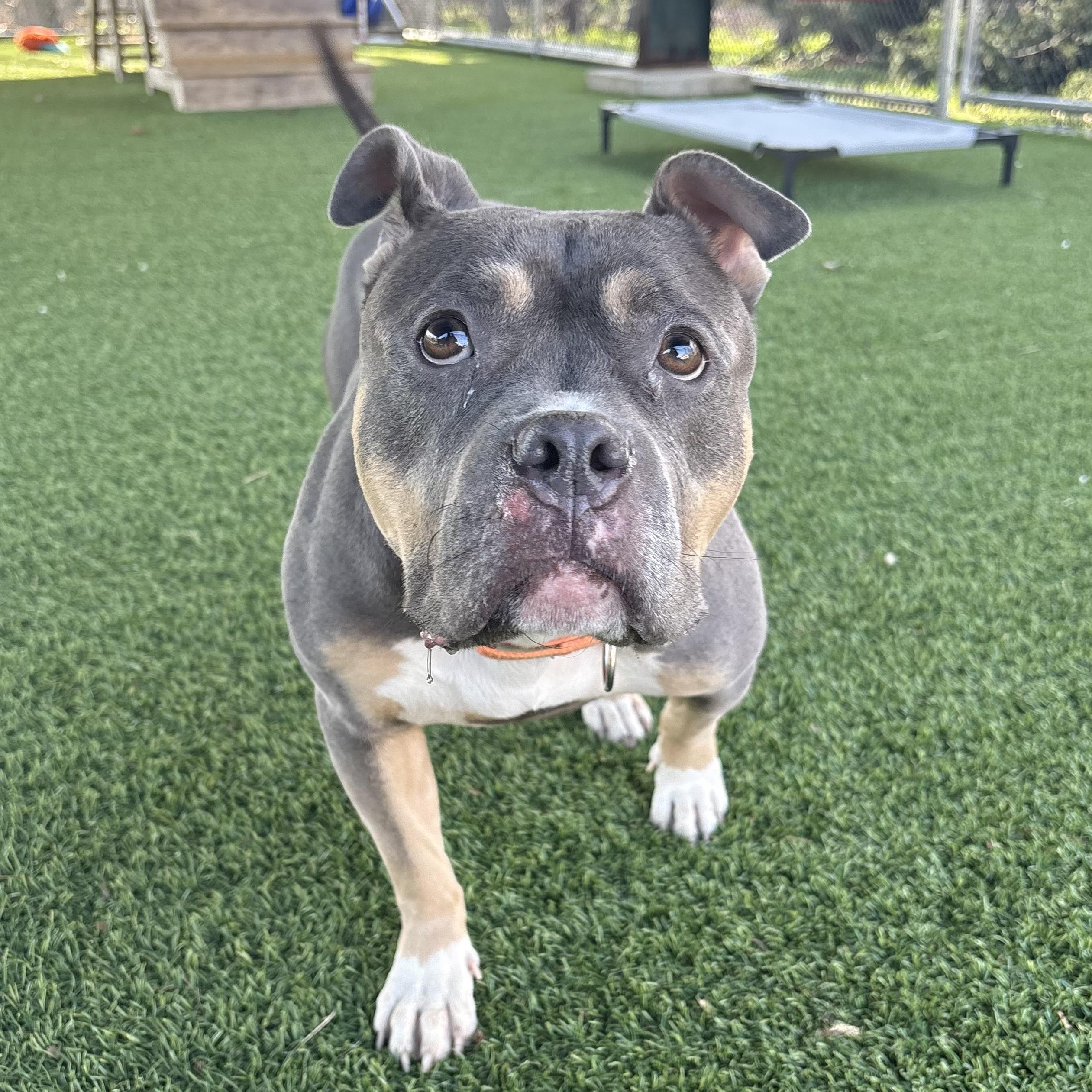 Cyrilla, a ADOPTABLE mixed breed in Eatontown, NJ image 2/6